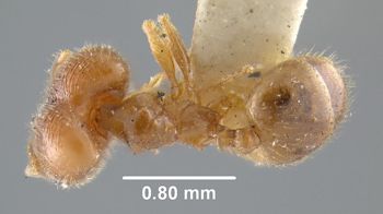 Media type: image;   Entomology 20713 Aspect: habitus dorsal view